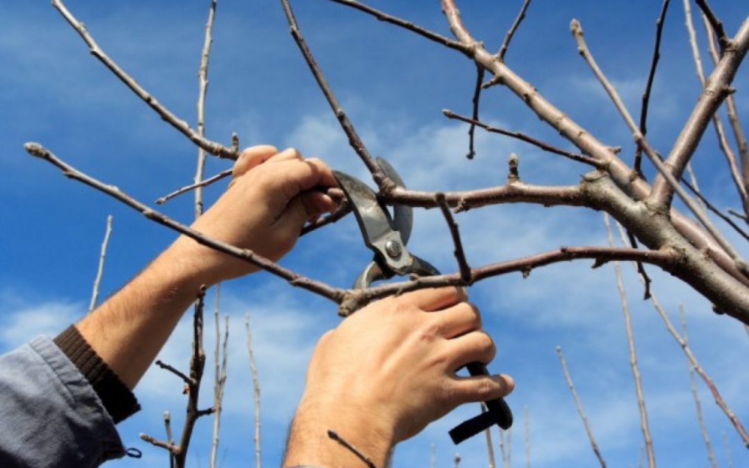 Cómo se poda un árbol frutal? | Viveros Gimeno Salamanca